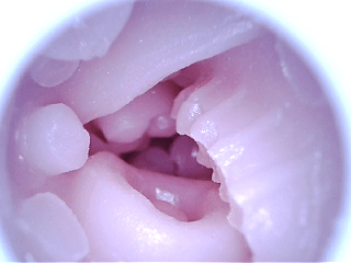 国产也要有自己的手作仙人，创意很好，就是实际用起来有点一言难尽。。。撸撸杯—桂师傅包子测评!