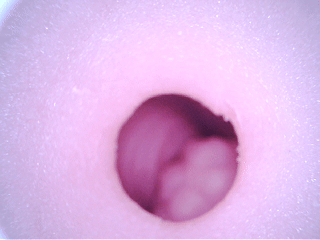 主打骑乘姿势的长腿小臀，实际用起来确实翘屁股厚乳更舒适？TMT—骑乘之臀测评