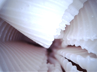 新奇的大薄片设计，带来360度环绕式摩擦？或许叫你洗弟杯比较合适,Ligre—伟大螺旋测评！